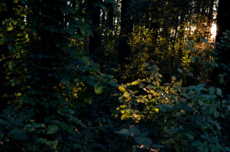 Magic Forest