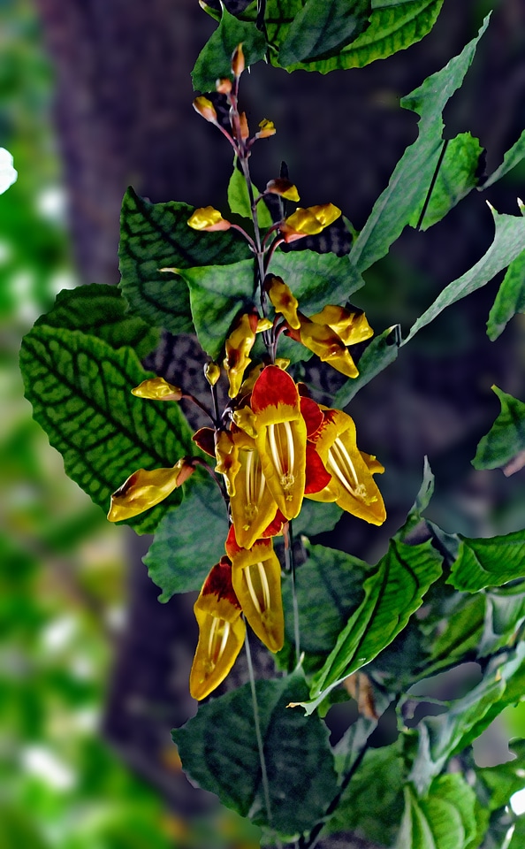 Wild orchid exotic flowering