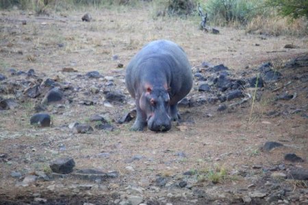 Hippo (3)