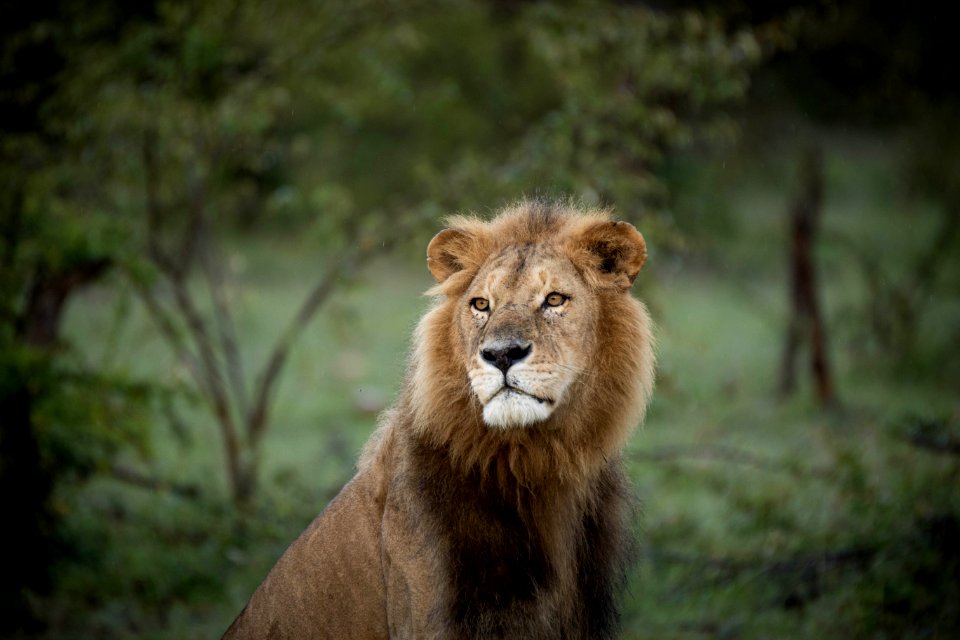 2015 06 13 Ol Kinyei Maasai Mara JPEG RESIZED SELECTION 0035