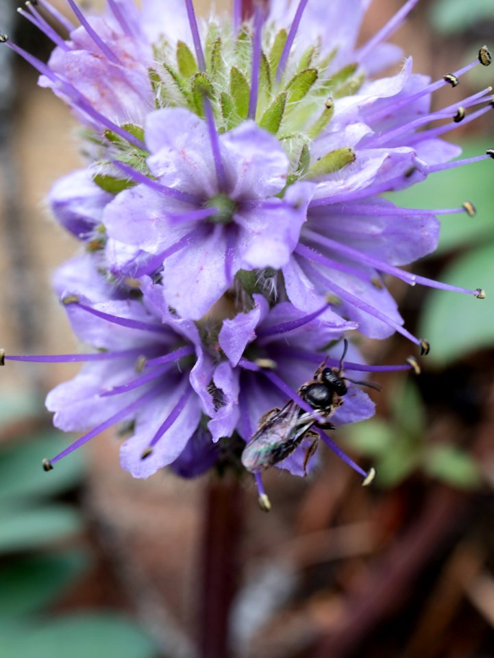 Hydrophyllum capitatum, flower detail with bonus bee(?)