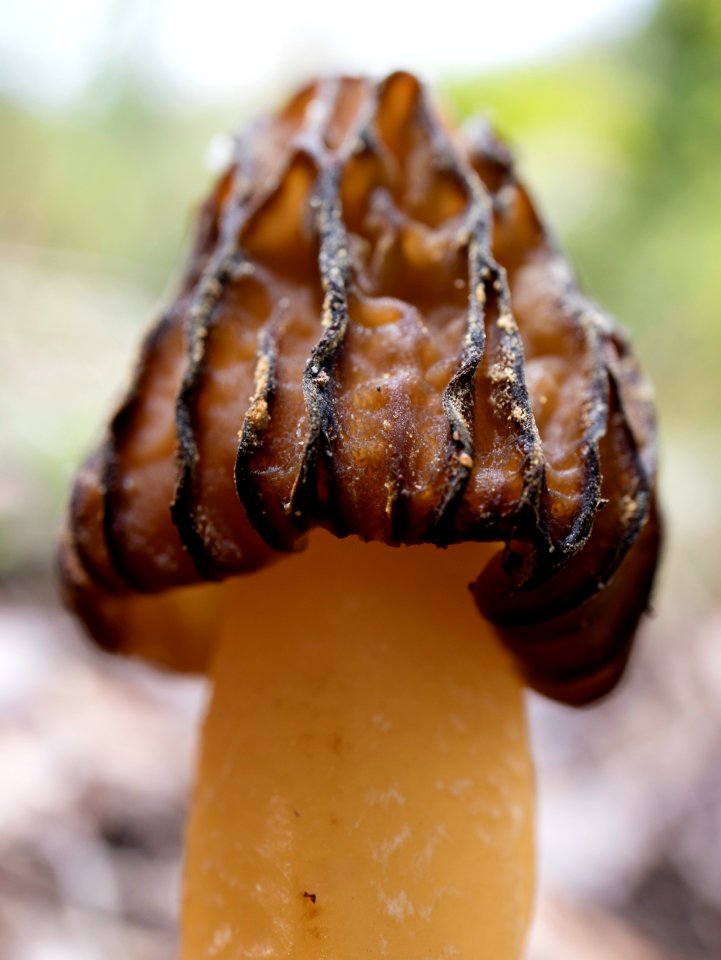 Morel or false morel?