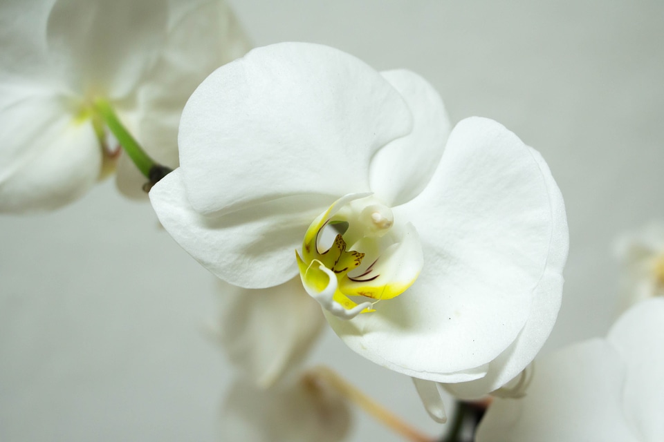 Bloom beauty tropical