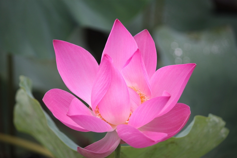 Lotus air green plants