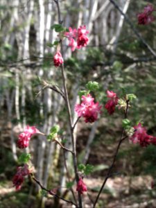 Ribes sanguineum