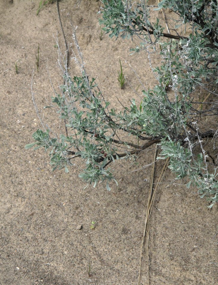 Artemisia tridentata (big sagebrush)