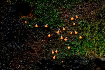 unknown slime mold