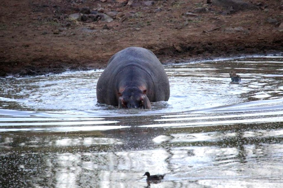 Hippo (1)
