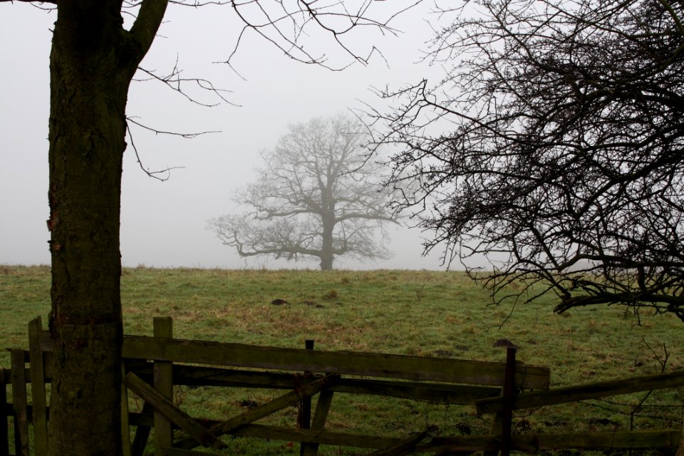 StrelleyTreeMist1