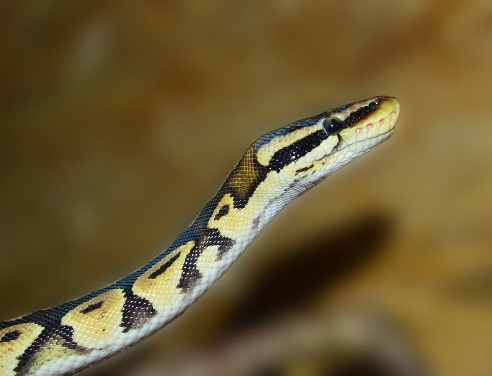 Animal scale beauty