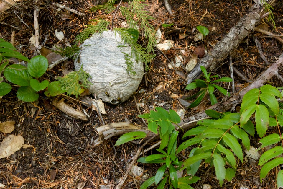 wonderland trail 3