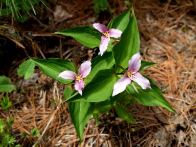 triple Trillium ovatum