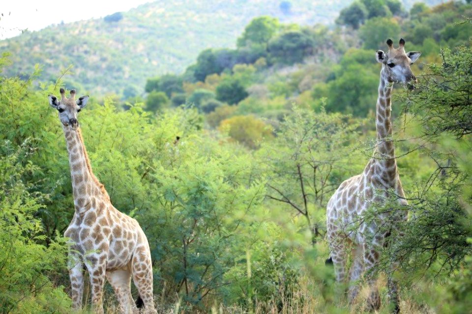 Giraffe (3)