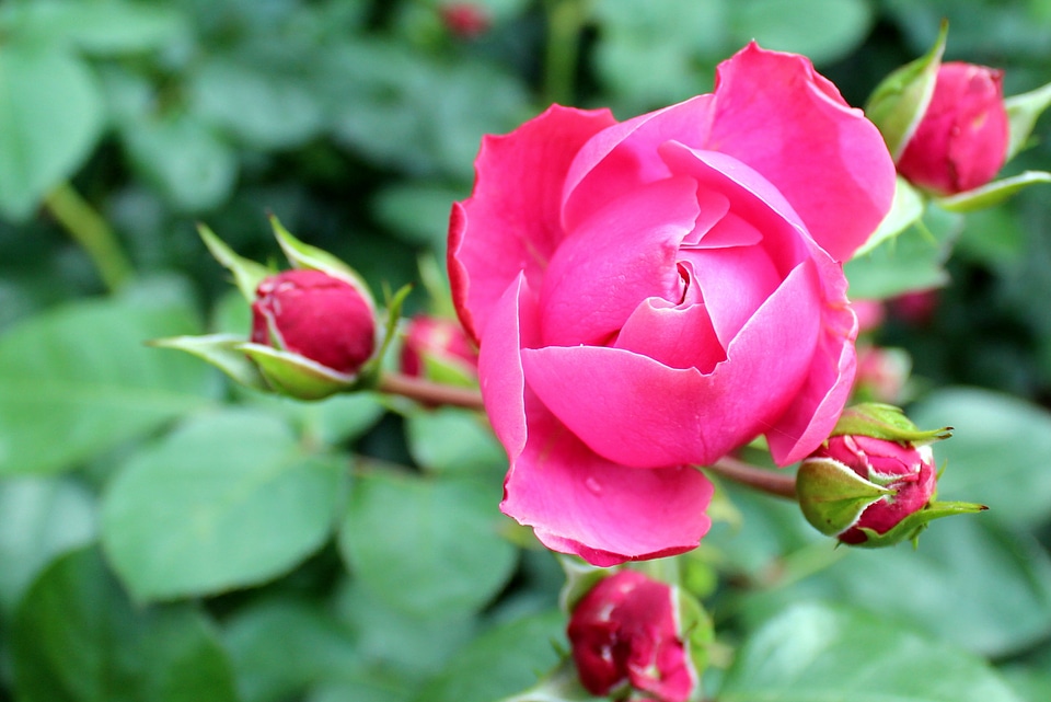 Flowers bloom pink rose photo