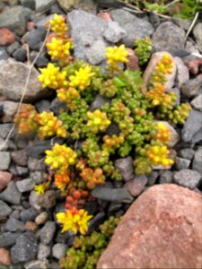 Sedum divergens (spreading stonecrop)