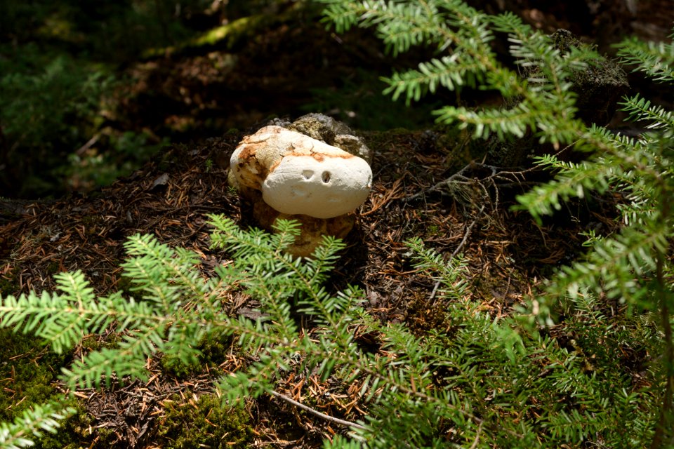 wonderland trail 1