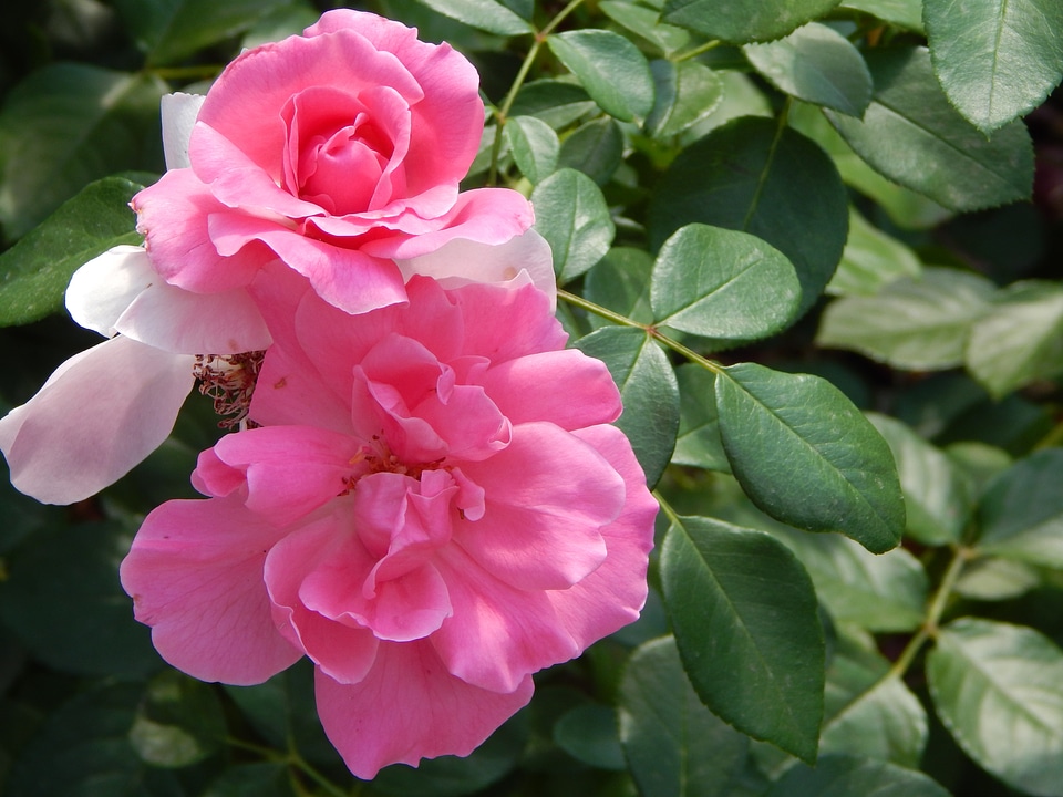 Flower pink roses petals