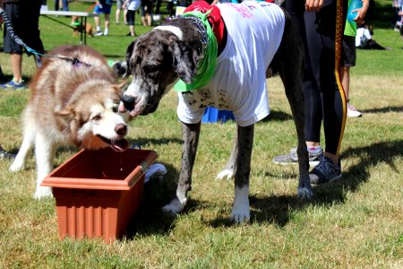 Furry 5K 2019