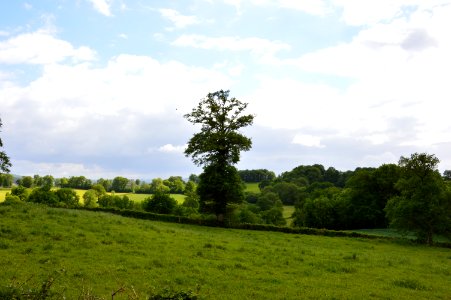 Lonely tree