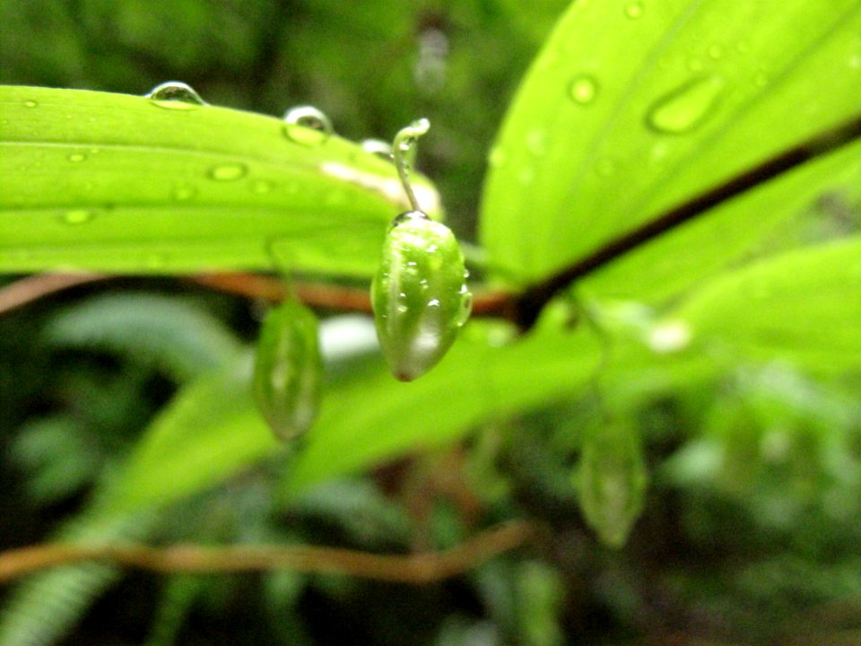 Streptopus amplexifolius clasping twisted-stalk 2