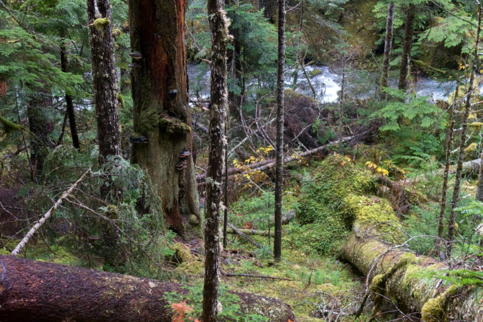 falls view canyon-upper big quilcene 15