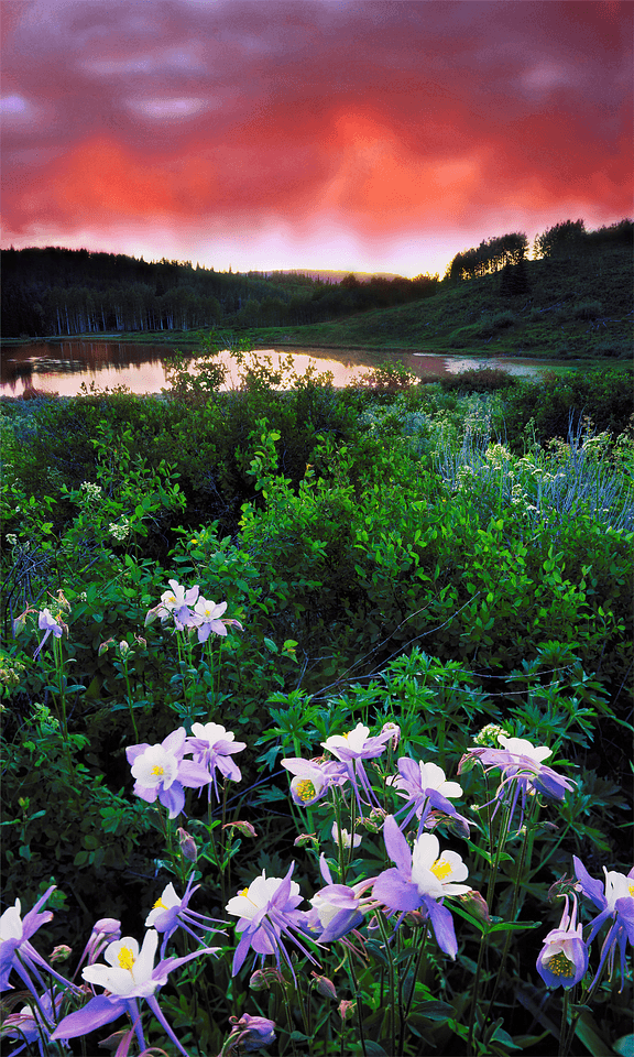 Colorado sunset wildflower