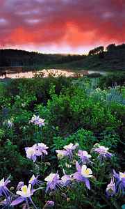 Colorado sunset wildflower