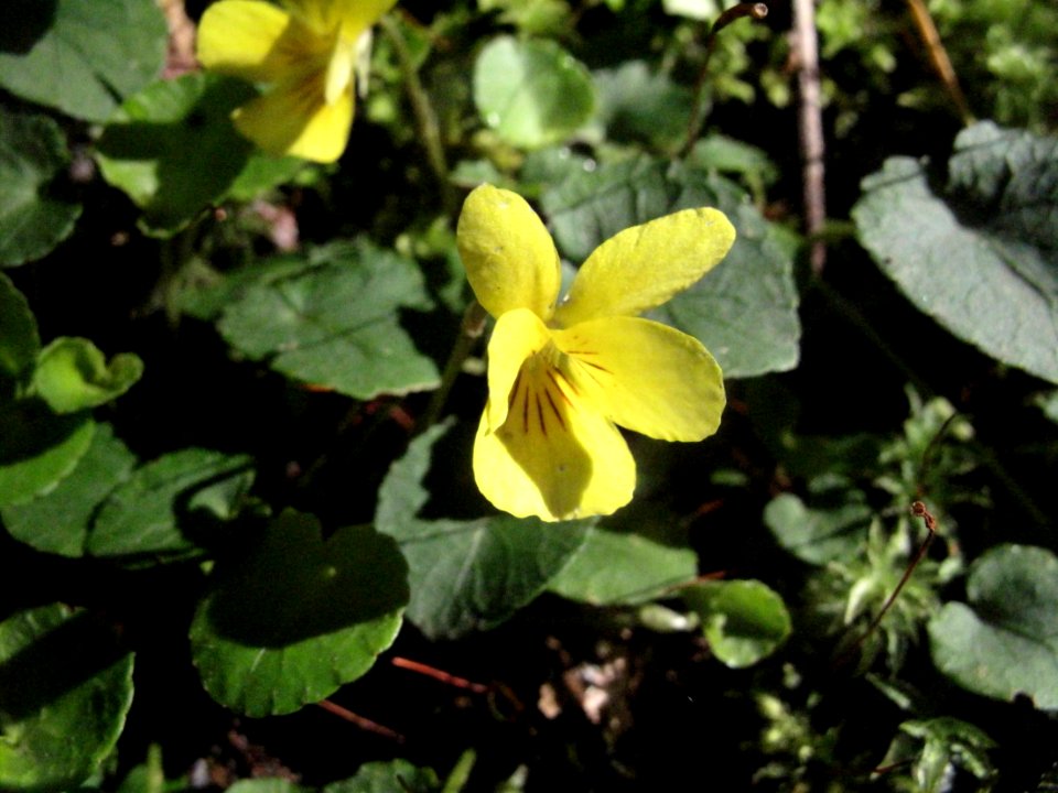 Viola sp.