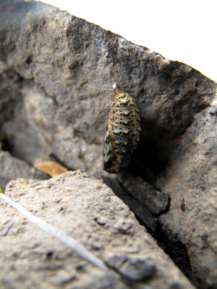 Chrysalis of Euphydryas editha(?)