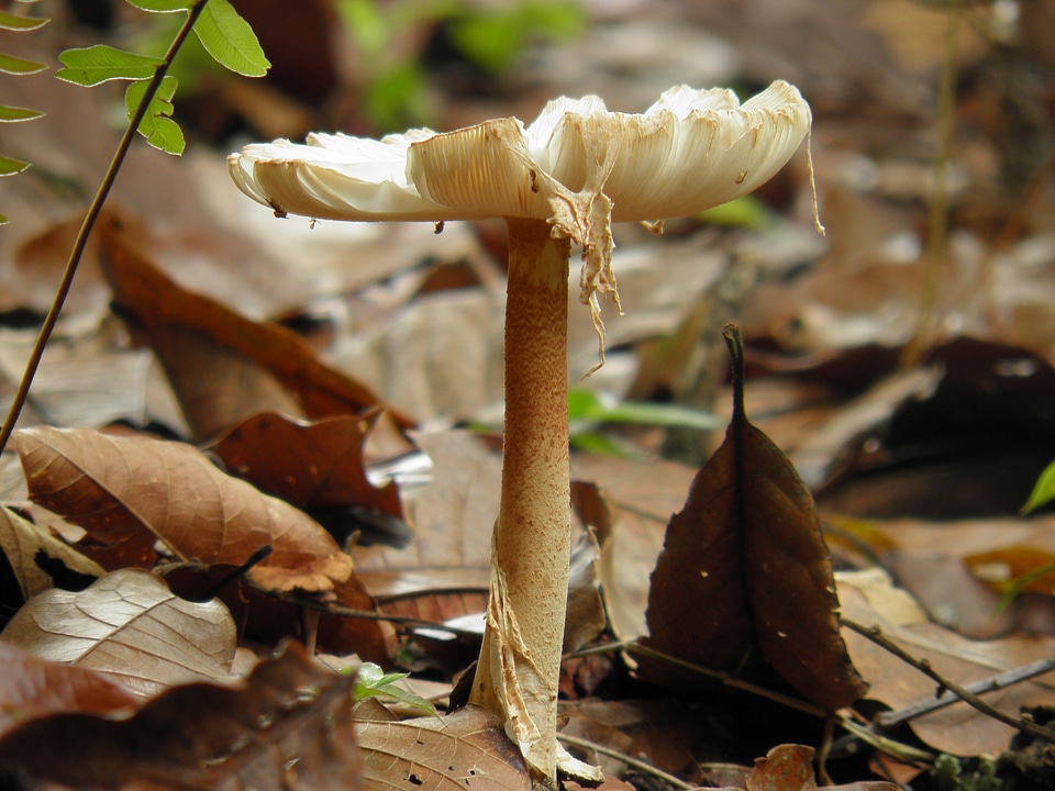 Fungi nature Free photos