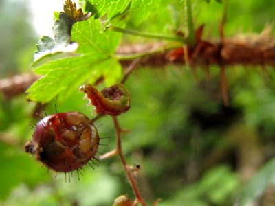 Unknown larva on Ribes lacustre 3