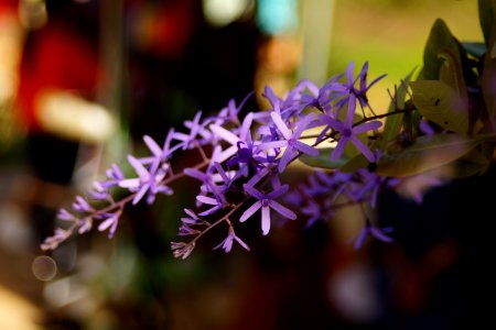 HOA DA LAT