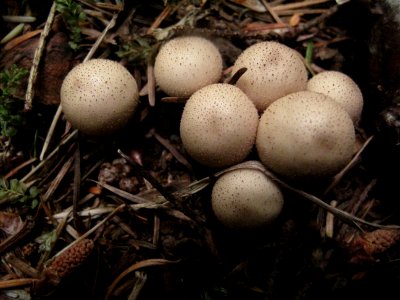 Unknown puffball mushrooms (fungus)