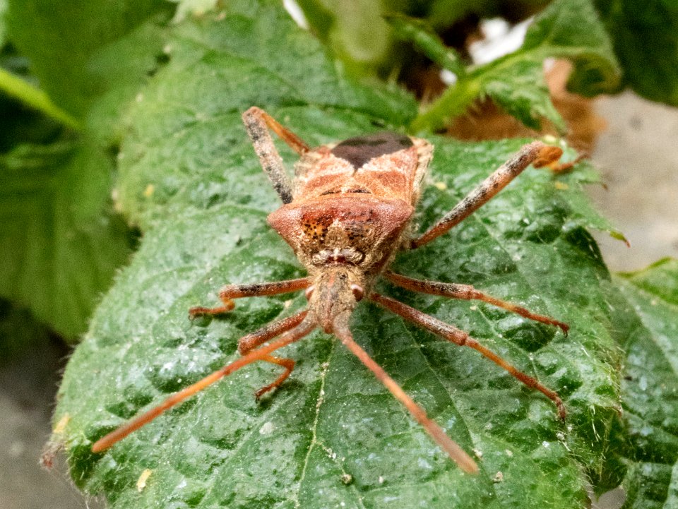 Leptoglossus occidentalis