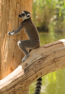 Face madagascar zoo photo