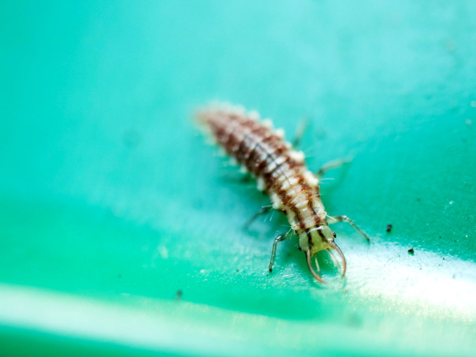 Green lacewing larva (Chrysopidae)