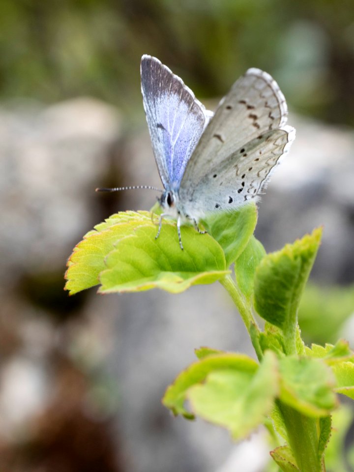 Celastrina "ladon" on something