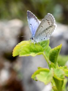 Celastrina "ladon" on something
