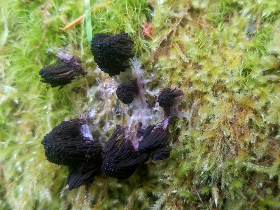 Stemonitis sp. (slime mold) on moss