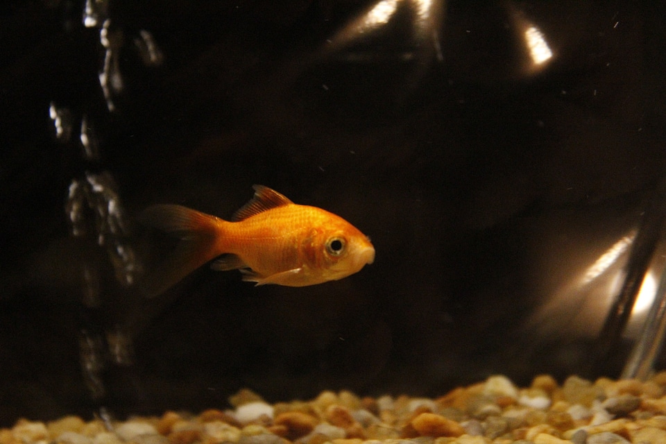 Fish swim gold photo
