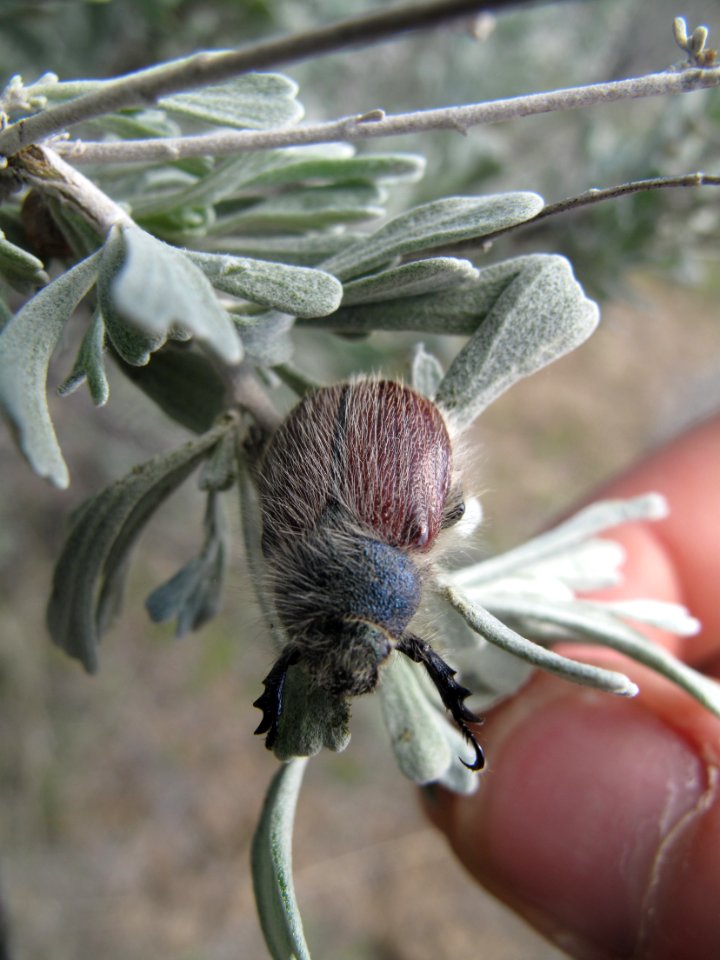 Paracotalpa granicollis (little bear beetle) on Artemisia tridentata