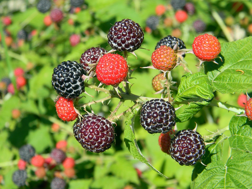 Raspberry bush berry black berries