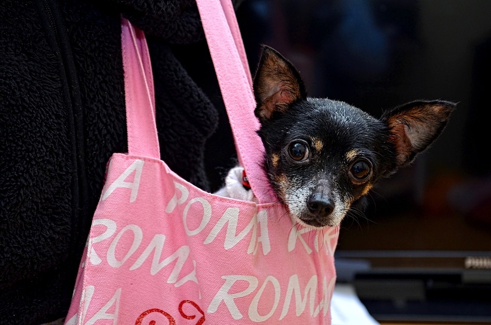 Cute canine domestic
