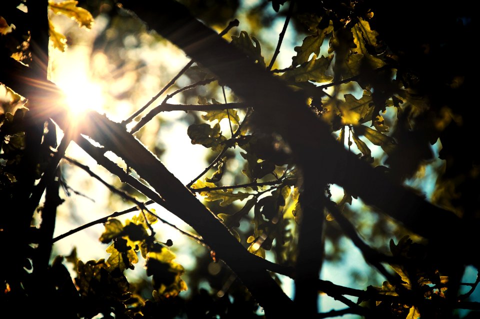 summer shade