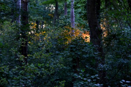 Magic Forest