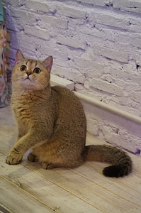Animals feline domestic animal