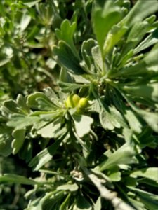 Artemisia tridentata (big sagebrush)