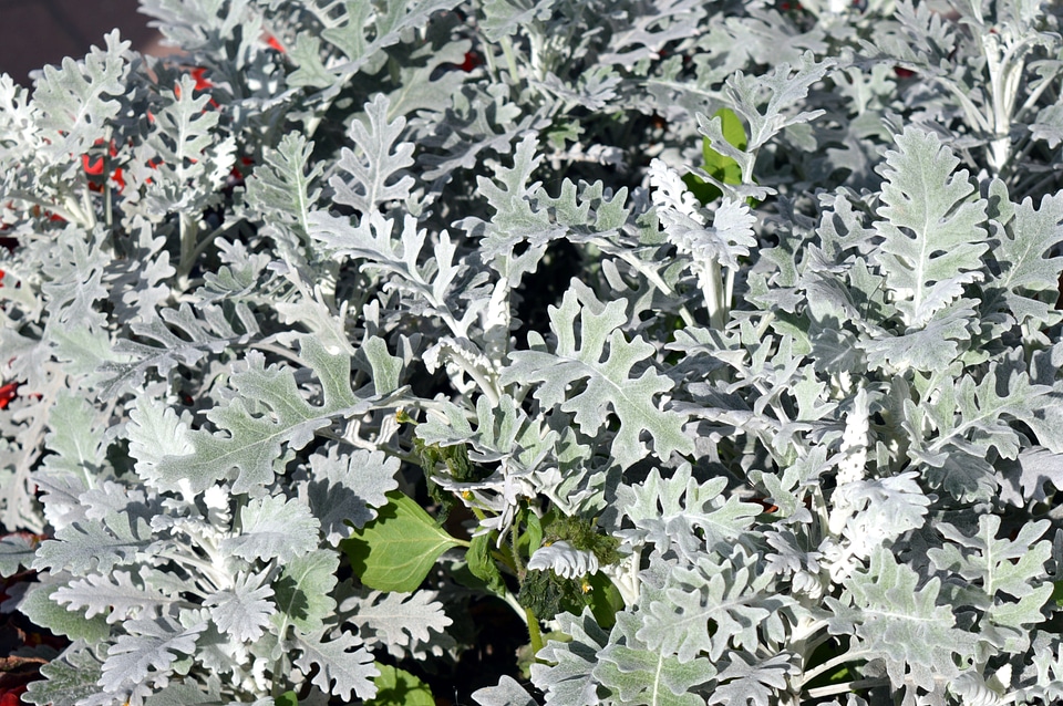 Plant silver planting of greenery