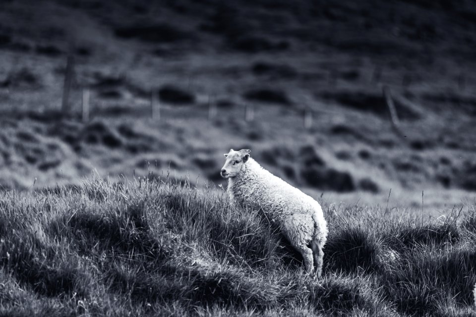 Lonely one