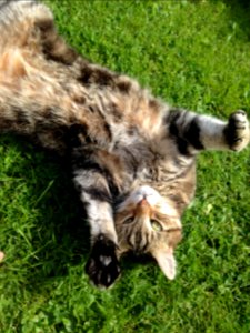 Top cat
